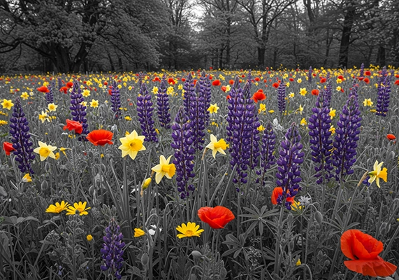 أنواع الزهور بالصور والاسماء