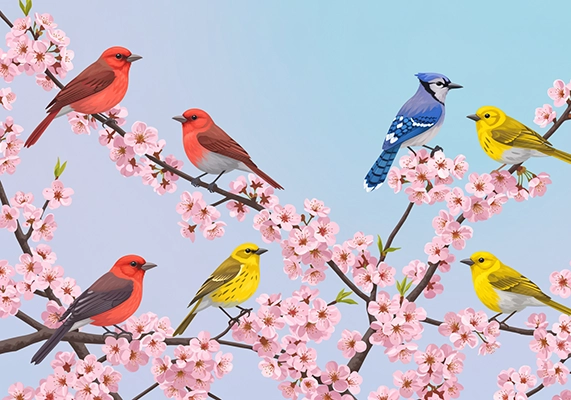 أنواع الطيور