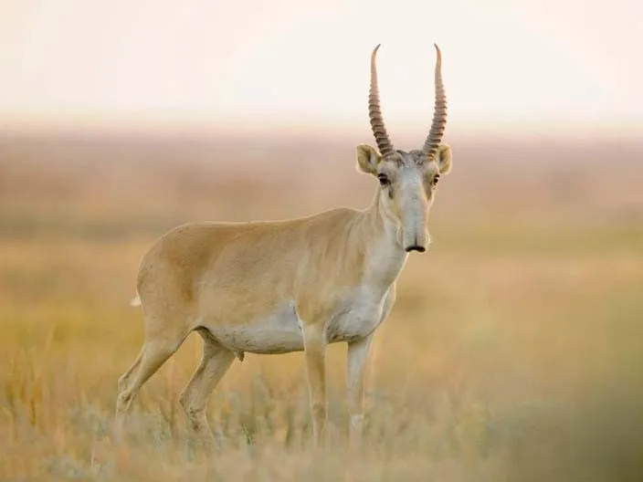 سايغا